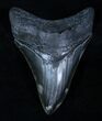 Gorgeous Serrated Inch Megalodon Tooth #3316-1